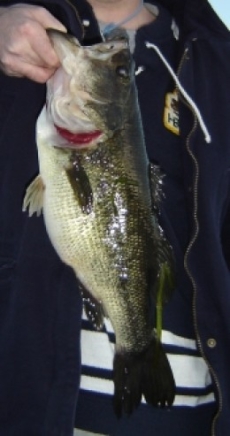 Bass fishing for fun and sport