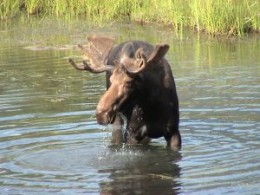Ontario moose and wildlife