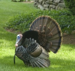 techniques for hunting turkey in North America