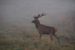 using deer scents to hunt buck