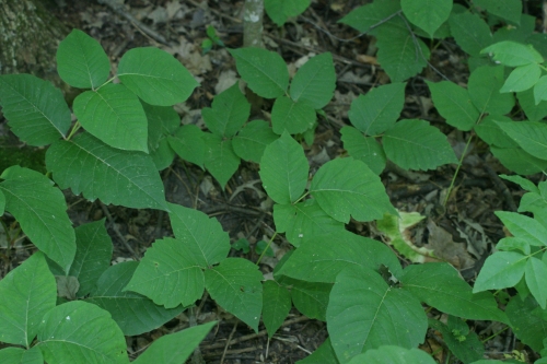 identifying poison ivy in the outdoors