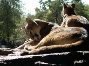 cougars in the outdoors