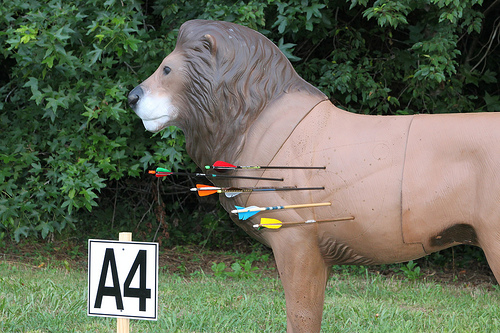 3d archery and competitions