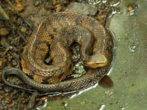 venomous snakes of north america