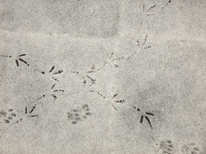 understanding animal tracks