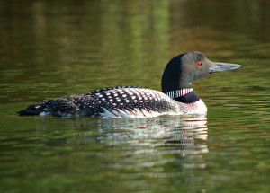 seeing the common loon in the wild