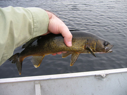 fishing for walleye in Canada